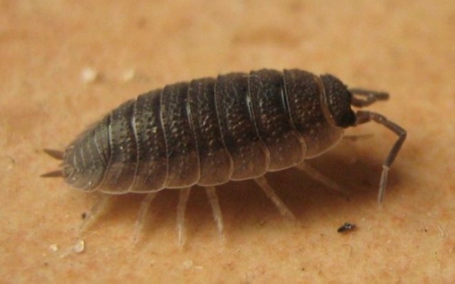 Saman nezlesi geçsin diye çiğ çiğ böcek yiyorlar galerisi resim 1