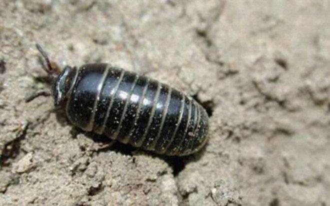 Saman nezlesi geçsin diye çiğ çiğ böcek yiyorlar galerisi resim 4