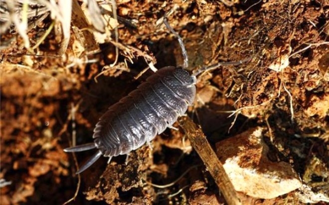 Saman nezlesi geçsin diye çiğ çiğ böcek yiyorlar galerisi resim 5