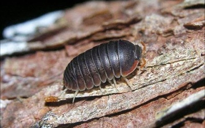 Saman nezlesi geçsin diye çiğ çiğ böcek yiyorlar galerisi resim 7