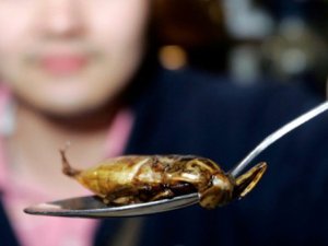 Saman nezlesi geçsin diye çiğ çiğ böcek yiyorlar