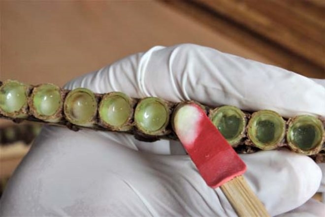 Bir damlası bile her derde deva! Kilosu 6 bin lira galerisi resim 2