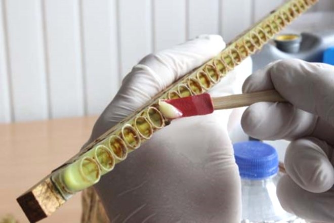 Bir damlası bile her derde deva! Kilosu 6 bin lira galerisi resim 3