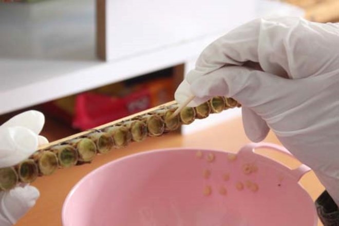 Bir damlası bile her derde deva! Kilosu 6 bin lira galerisi resim 4