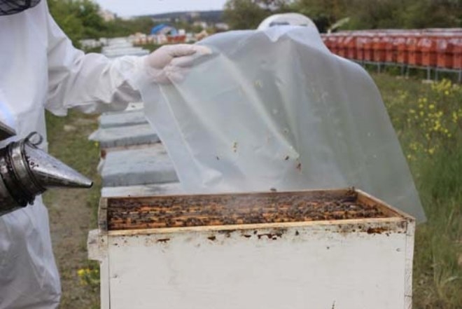 Bir damlası bile her derde deva! Kilosu 6 bin lira galerisi resim 5