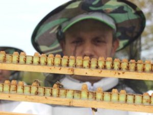 Bir damlası bile her derde deva! Kilosu 6 bin lira