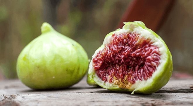 Savaşta ölen Kıbrıslı Türk'ün midesindeki çekirdekten incir ağacı y galerisi resim 7