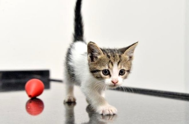 Otomobil Motoruna Sıkışan Yavru Kedi İstanbul'dan Antalya'ya G galerisi resim 2