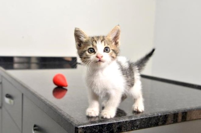 Otomobil Motoruna Sıkışan Yavru Kedi İstanbul'dan Antalya'ya G galerisi resim 3