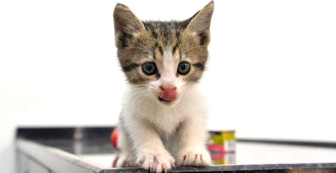 Otomobil Motoruna Sıkışan Yavru Kedi İstanbul'dan Antalya'ya G galerisi resim 4