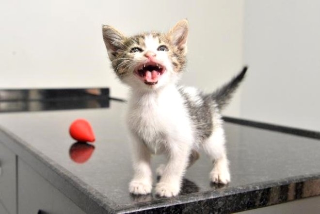 Otomobil Motoruna Sıkışan Yavru Kedi İstanbul'dan Antalya'ya G galerisi resim 5