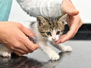 Otomobil Motoruna Sıkışan Yavru Kedi İstanbul'dan Antalya'ya G