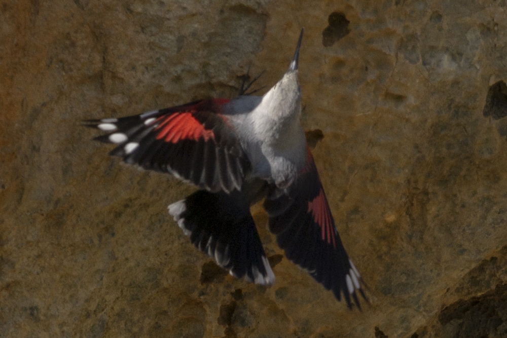 Kuzey Kıbrıs’ta yıllar sonra ilk defa “Duvar Tırmaşıkkuşu” görüldü galerisi resim 1