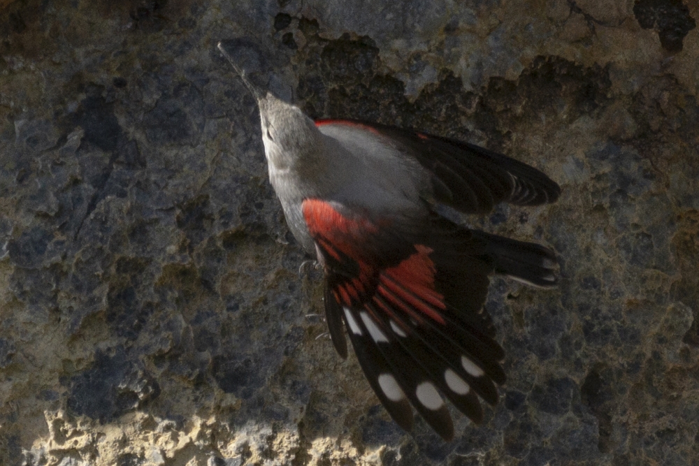 Kuzey Kıbrıs’ta yıllar sonra ilk defa “Duvar Tırmaşıkkuşu” görüldü galerisi resim 2