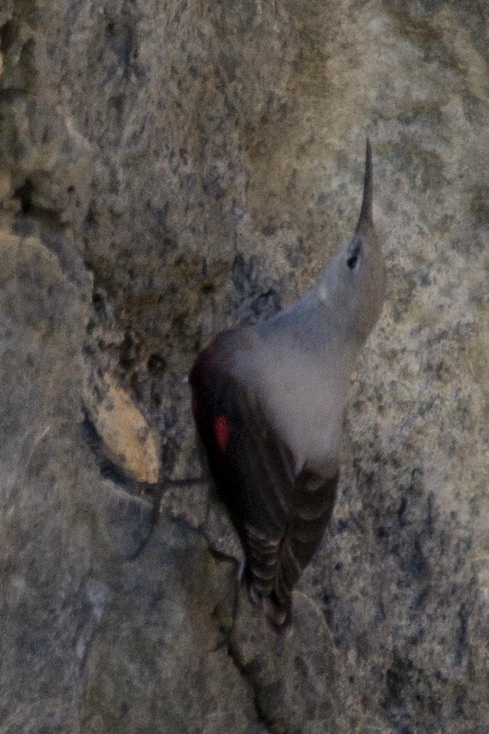 Kuzey Kıbrıs’ta yıllar sonra ilk defa “Duvar Tırmaşıkkuşu” görüldü galerisi resim 3