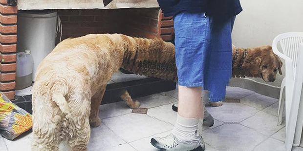 Hayvanların birbirinden komik, olmamıs panoramik fotoğrafları galerisi resim 1