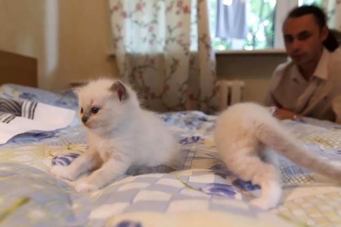 Hayvanların birbirinden komik, olmamıs panoramik fotoğrafları galerisi resim 6