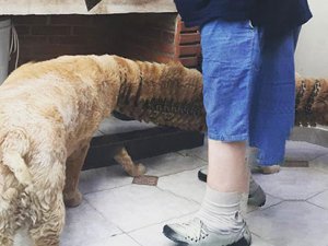 Hayvanların birbirinden komik, olmamıs panoramik fotoğrafları