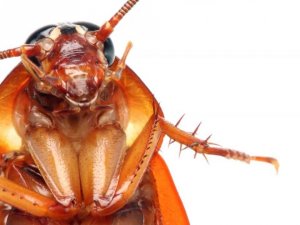 Başımızın belası hamam böceklerinden kurtulmanın basit yolları