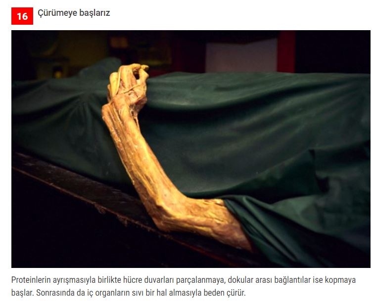 Öldükten sonra vücudunuzda olacak 25 akılalmaz şey! galerisi resim 15