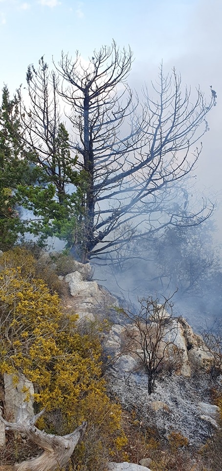 Kantara'da yangın.. Bilanço ağırlaşıyor... galerisi resim 3