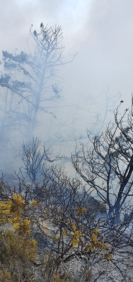 Kantara'da yangın.. Bilanço ağırlaşıyor... galerisi resim 4