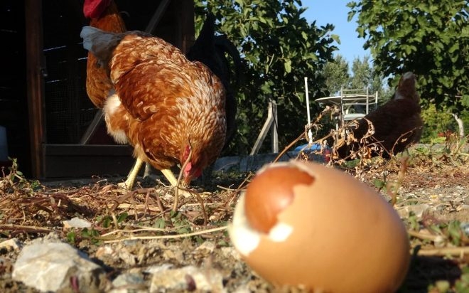 Yumurtanın içinden çıkan şeyi görenler hayrete düştü! galerisi resim 1