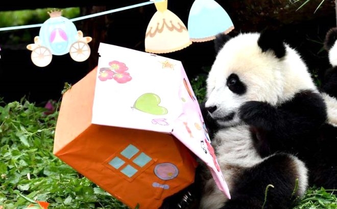 18 yaşına giren Pandaya çılgın doğum günü süprizi! galerisi resim 3