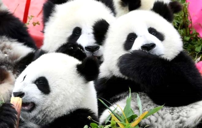 18 yaşına giren Pandaya çılgın doğum günü süprizi! galerisi resim 5