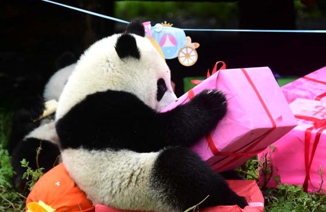 18 yaşına giren Pandaya çılgın doğum günü süprizi! galerisi resim 8