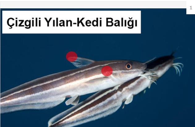 Sahillerimizdeki  insan sağlığı için tehlikeli 10 türe dikkat galerisi resim 1