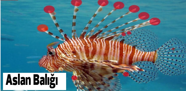 Sahillerimizdeki  insan sağlığı için tehlikeli 10 türe dikkat galerisi resim 2