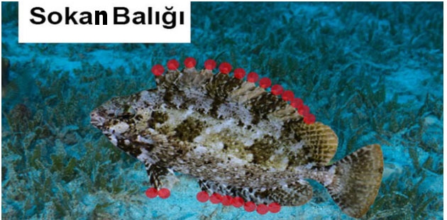 Sahillerimizdeki  insan sağlığı için tehlikeli 10 türe dikkat galerisi resim 3