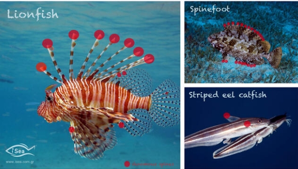 Sahillerimizdeki  insan sağlığı için tehlikeli 10 türe dikkat galerisi resim 4