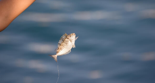 Sahillerimizdeki insan sağlığı için tehlikeli 10 türe dikkat galerisi resim 6
