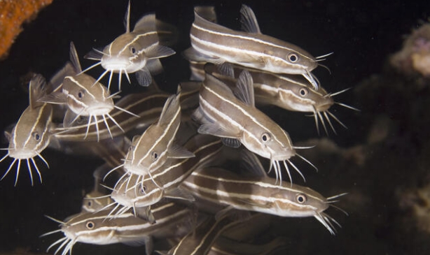 Sahillerimizdeki  insan sağlığı için tehlikeli 10 türe dikkat galerisi resim 7