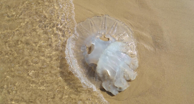 Sahillerimizdeki  insan sağlığı için tehlikeli 10 türe dikkat galerisi resim 9