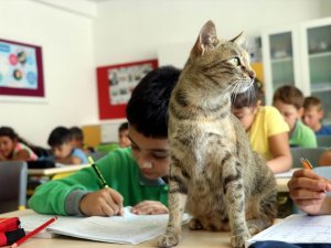 Derslere giren kedi ‘Tarçın’ teneffüslerde de yavrularıyla ilgileniyor