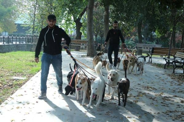 Köpek gezdirerek ayda 5-6 bin lira kazanıyorlar galerisi resim 4
