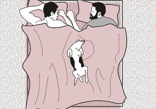 Evcil hayvanınızın uyku pozisyonu karakterini ele veriyor! galerisi resim 4