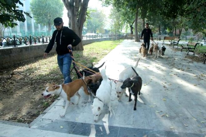 Mesleğini bırakıp bu işe girdi! günde 4 saat gezip para kazanıyor galerisi resim 1