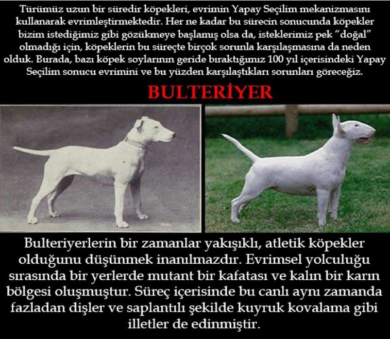 Köpeklerin 100 yıllık değişimi: Köpekleri Nasıl Bozduk? galerisi resim 1