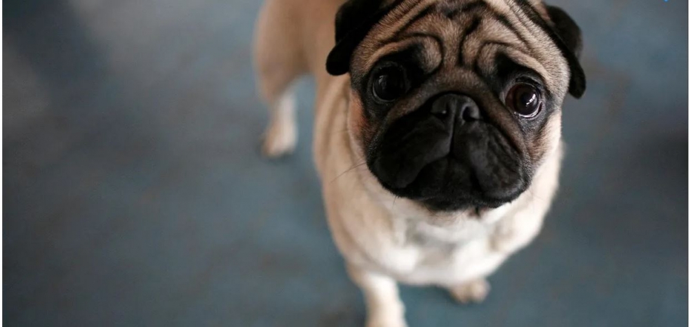 Köpeklerin 100 yıllık değişimi: Köpekleri Nasıl Bozduk? galerisi resim 12