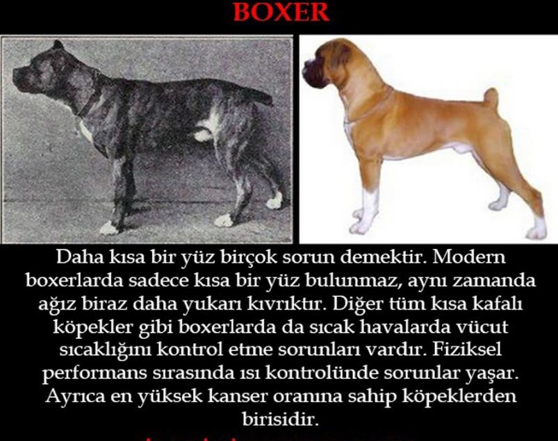 Köpeklerin 100 yıllık değişimi: Köpekleri Nasıl Bozduk? galerisi resim 2