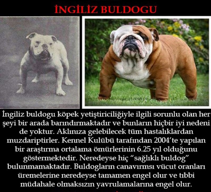 Köpeklerin 100 yıllık değişimi: Köpekleri Nasıl Bozduk? galerisi resim 3