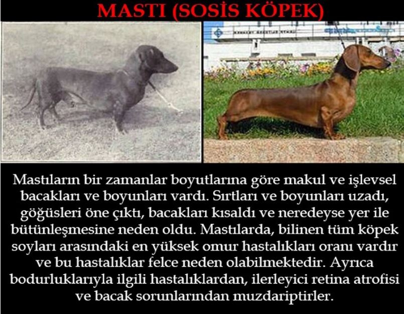 Köpeklerin 100 yıllık değişimi: Köpekleri Nasıl Bozduk? galerisi resim 4