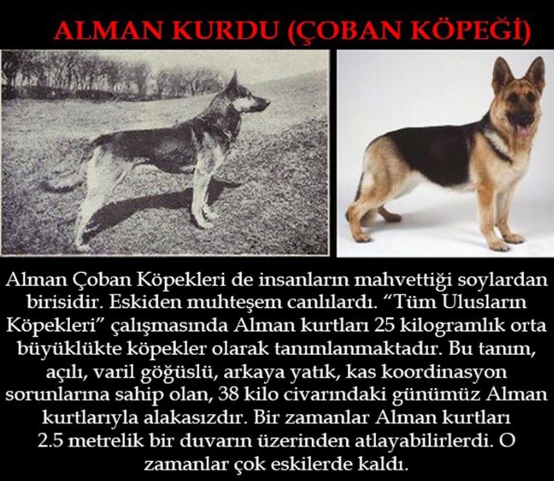 Köpeklerin 100 yıllık değişimi: Köpekleri Nasıl Bozduk? galerisi resim 5
