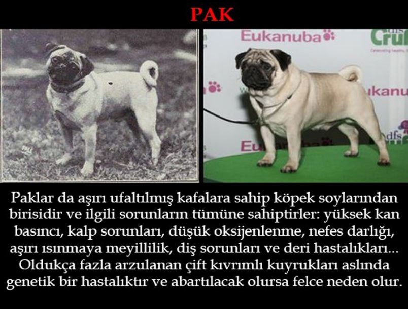 Köpeklerin 100 yıllık değişimi: Köpekleri Nasıl Bozduk? galerisi resim 6