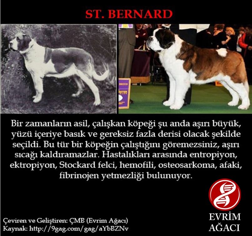 Köpeklerin 100 yıllık değişimi: Köpekleri Nasıl Bozduk? galerisi resim 7