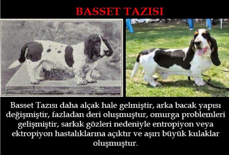 Köpeklerin 100 yıllık değişimi: Köpekleri Nasıl Bozduk? galerisi resim 8